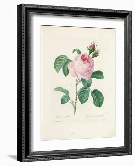 Hundred-Leaved Rose-Pierre Joseph Redout?-Framed Giclee Print