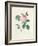 Hundred-Leaved Rose-Pierre Joseph Redout?-Framed Giclee Print