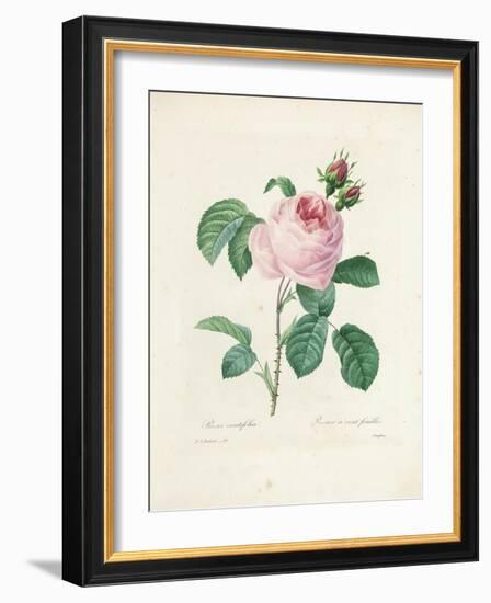 Hundred-Leaved Rose-Pierre Joseph Redout?-Framed Giclee Print