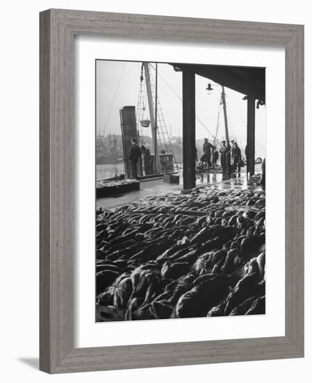 Hundreds of Fish Being Sold at the "Fish Market"-null-Framed Photographic Print