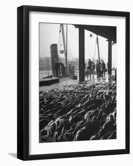 Hundreds of Fish Being Sold at the "Fish Market"-null-Framed Photographic Print