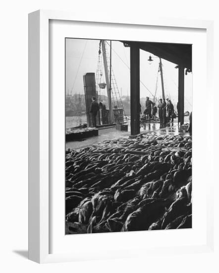 Hundreds of Fish Being Sold at the "Fish Market"-null-Framed Photographic Print