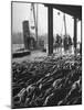 Hundreds of Fish Being Sold at the "Fish Market"-null-Mounted Photographic Print