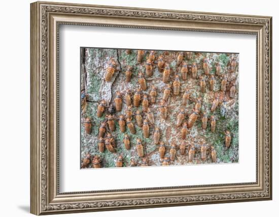 Hundreds of Periodical cicada nymphs ascending a tree, USA-Doug Wechsler-Framed Photographic Print