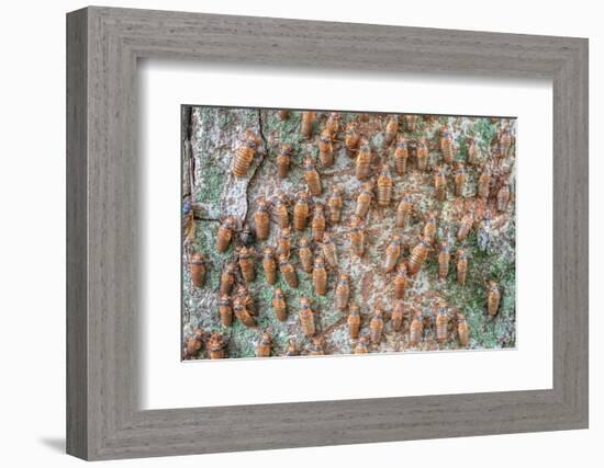 Hundreds of Periodical cicada nymphs ascending a tree, USA-Doug Wechsler-Framed Photographic Print