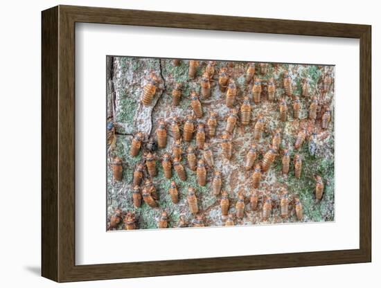 Hundreds of Periodical cicada nymphs ascending a tree, USA-Doug Wechsler-Framed Photographic Print