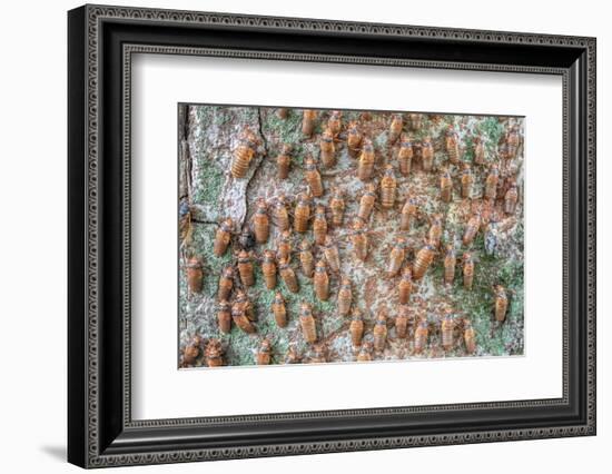 Hundreds of Periodical cicada nymphs ascending a tree, USA-Doug Wechsler-Framed Photographic Print