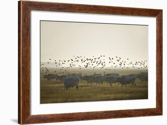 Hungarian Grey Cattle (Bos Primigenius Taurus Hungaricus) with European Starlings Overhead, Hungary-Radisics-Framed Photographic Print