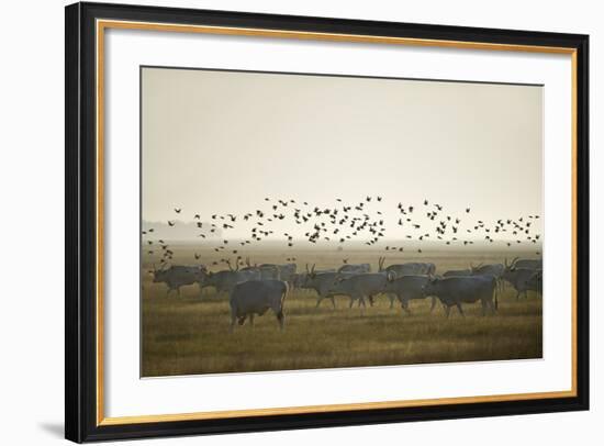 Hungarian Grey Cattle (Bos Primigenius Taurus Hungaricus) with European Starlings Overhead, Hungary-Radisics-Framed Photographic Print