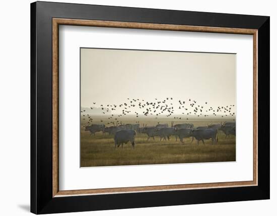 Hungarian Grey Cattle (Bos Primigenius Taurus Hungaricus) with European Starlings Overhead, Hungary-Radisics-Framed Photographic Print