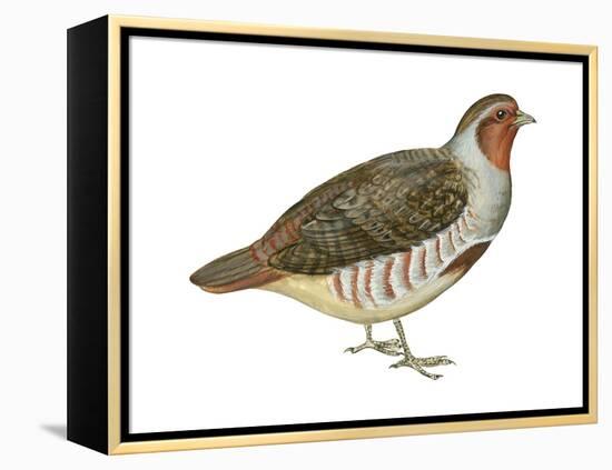 Hungarian Partridge (Perdix Perdix), Birds-Encyclopaedia Britannica-Framed Stretched Canvas