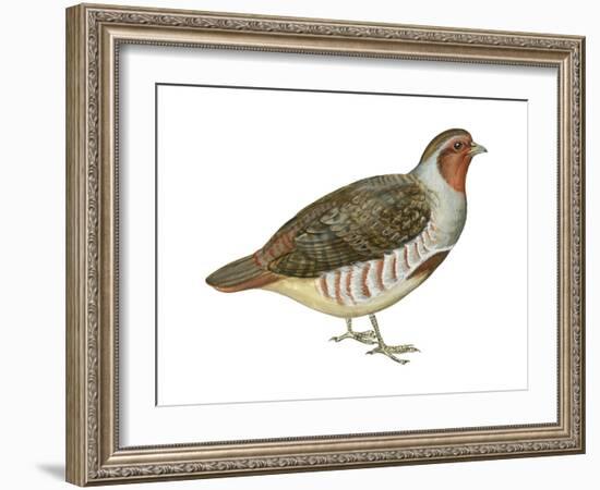 Hungarian Partridge (Perdix Perdix), Birds-Encyclopaedia Britannica-Framed Art Print