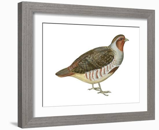 Hungarian Partridge (Perdix Perdix), Birds-Encyclopaedia Britannica-Framed Art Print