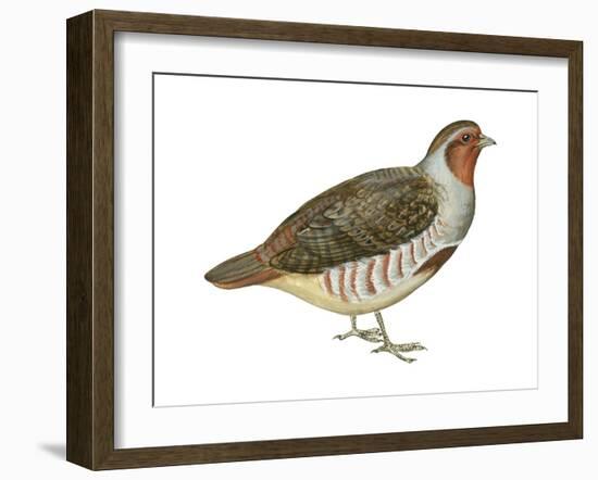 Hungarian Partridge (Perdix Perdix), Birds-Encyclopaedia Britannica-Framed Art Print