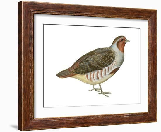 Hungarian Partridge (Perdix Perdix), Birds-Encyclopaedia Britannica-Framed Art Print