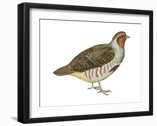 Hungarian Partridge (Perdix Perdix), Birds-Encyclopaedia Britannica-Framed Art Print