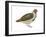 Hungarian Partridge (Perdix Perdix), Birds-Encyclopaedia Britannica-Framed Art Print