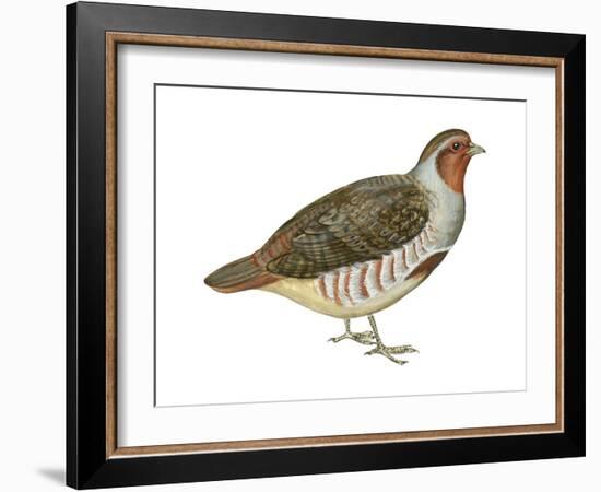 Hungarian Partridge (Perdix Perdix), Birds-Encyclopaedia Britannica-Framed Art Print