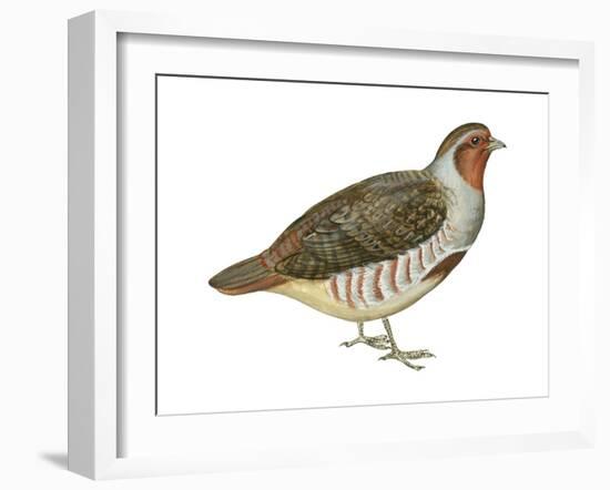 Hungarian Partridge (Perdix Perdix), Birds-Encyclopaedia Britannica-Framed Art Print