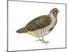 Hungarian Partridge (Perdix Perdix), Birds-Encyclopaedia Britannica-Mounted Art Print