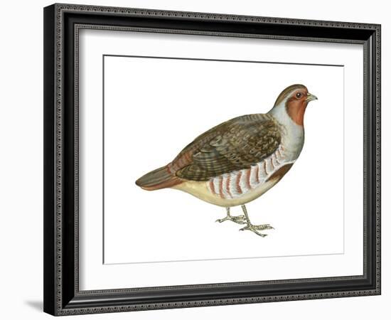 Hungarian Partridge (Perdix Perdix), Birds-Encyclopaedia Britannica-Framed Art Print