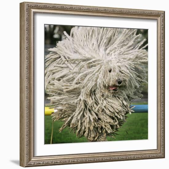 Hungarian Puli Sheep Dog, Fee, Jumps over a Hurdle During a Preview for a Pedigree Dog Show-null-Framed Photographic Print