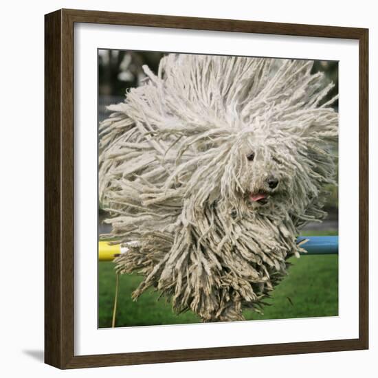 Hungarian Puli Sheep Dog, Fee, Jumps over a Hurdle During a Preview for a Pedigree Dog Show-null-Framed Photographic Print