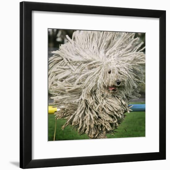 Hungarian Puli Sheep Dog, Fee, Jumps over a Hurdle During a Preview for a Pedigree Dog Show-null-Framed Photographic Print