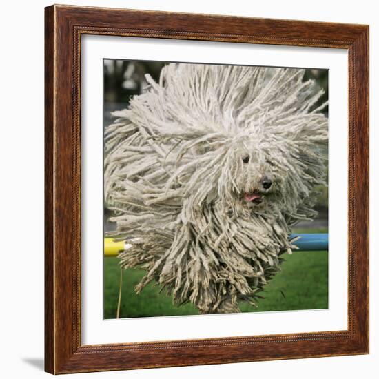 Hungarian Puli Sheep Dog, Fee, Jumps over a Hurdle During a Preview for a Pedigree Dog Show-null-Framed Photographic Print