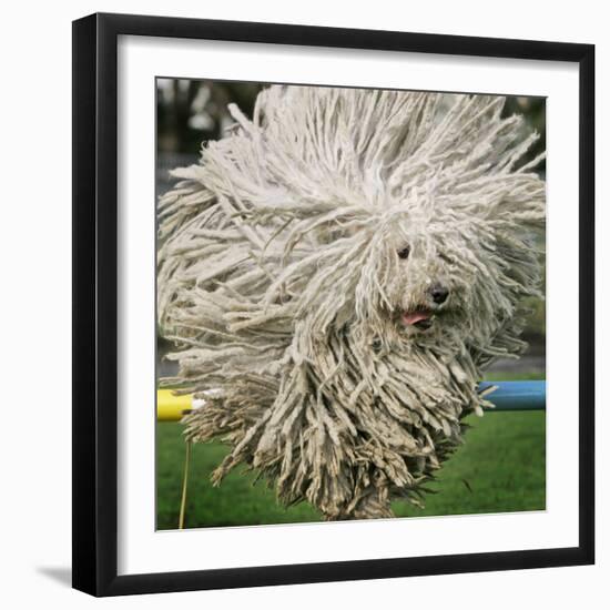 Hungarian Puli Sheep Dog, Fee, Jumps over a Hurdle During a Preview for a Pedigree Dog Show-null-Framed Photographic Print