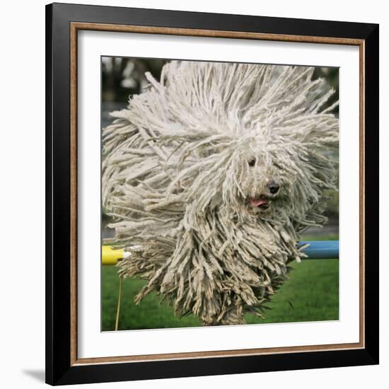 Hungarian Puli Sheep Dog, Fee, Jumps over a Hurdle During a Preview for a Pedigree Dog Show-null-Framed Photographic Print