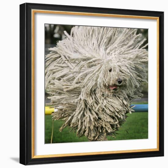 Hungarian Puli Sheep Dog, Fee, Jumps over a Hurdle During a Preview for a Pedigree Dog Show-null-Framed Photographic Print
