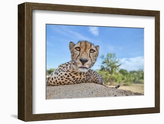 Hungry Cheetah-Alessandro Catta-Framed Photographic Print