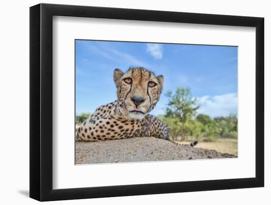 Hungry Cheetah-Alessandro Catta-Framed Photographic Print