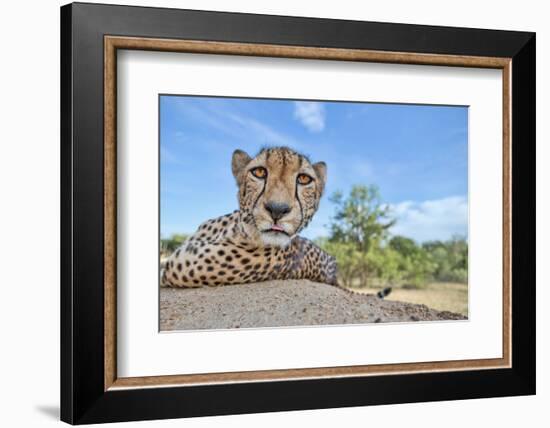 Hungry Cheetah-Alessandro Catta-Framed Photographic Print