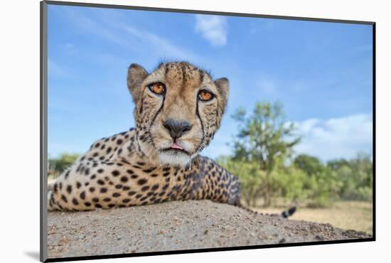 Hungry Cheetah-Alessandro Catta-Mounted Photographic Print