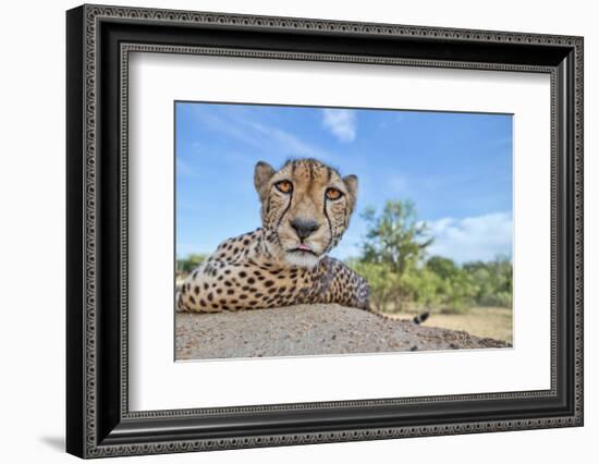 Hungry Cheetah-Alessandro Catta-Framed Photographic Print