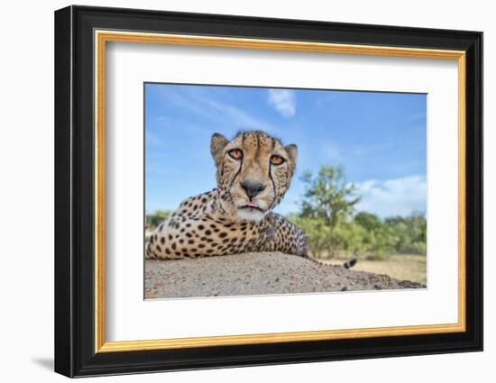 Hungry Cheetah-Alessandro Catta-Framed Photographic Print