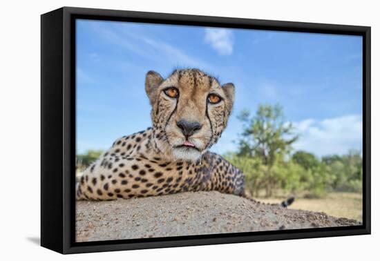 Hungry Cheetah-Alessandro Catta-Framed Premier Image Canvas