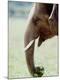 Premium Photographic Print