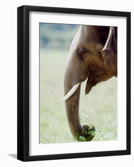 Hungry Elephant-null-Framed Photographic Print