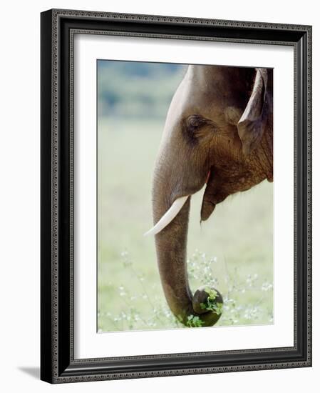 Hungry Elephant-null-Framed Photographic Print