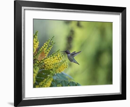 Hungry Hummer-Nancy Crowell-Framed Photographic Print