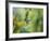 Hungry Hummer-Nancy Crowell-Framed Photographic Print