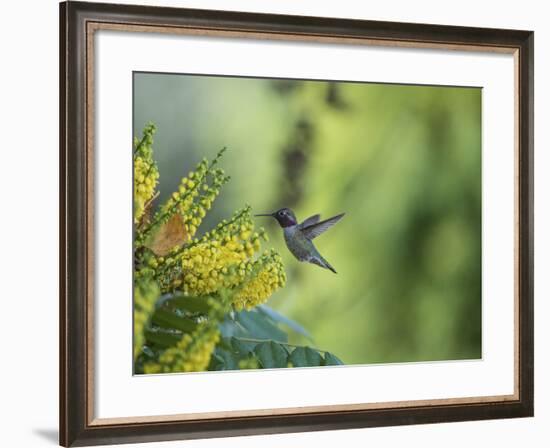 Hungry Hummer-Nancy Crowell-Framed Photographic Print