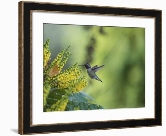 Hungry Hummer-Nancy Crowell-Framed Photographic Print