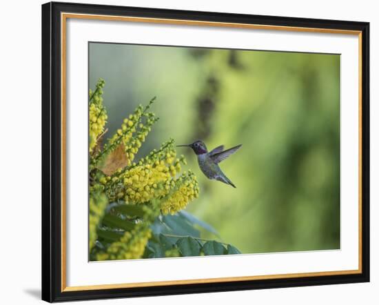 Hungry Hummer-Nancy Crowell-Framed Photographic Print