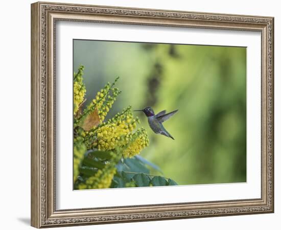 Hungry Hummer-Nancy Crowell-Framed Photographic Print