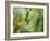 Hungry Hummer-Nancy Crowell-Framed Photographic Print