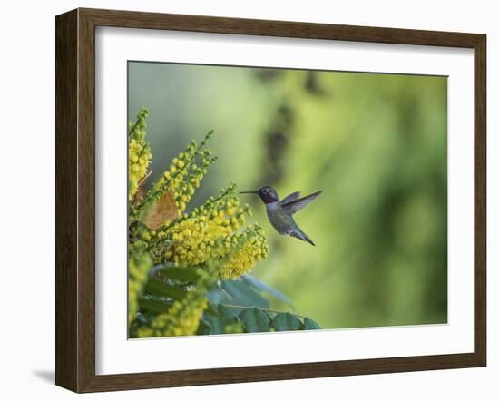 Hungry Hummer-Nancy Crowell-Framed Photographic Print